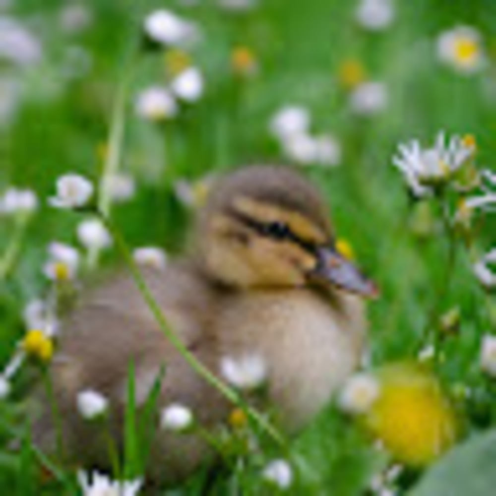 Meet your Posher, Sierra